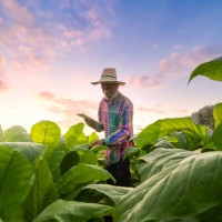 male asian farmer with tablet while working at tobacco farm - food stock pictures, royalty-free photos & images