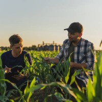 male farmer and agronomist analyzing corn field against sky - food stock pictures, royalty-free photos & images