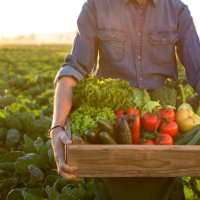man holding crate ob fresh vegetables - food stock pictures, royalty-free photos & images