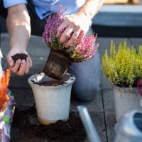 man potting heather on his terrace, close-up of hands - home decoration stock pictures, royalty-free photos & images