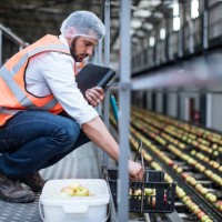 man sorting out apples in food processing plant - food stockfoto's en -beelden