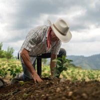 man sowing the land at a farm - coffee stock pictures, royalty-free photos & images