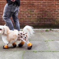 man walking groomed dog with dyed shaved fur - fashion stock pictures, royalty-free photos & images