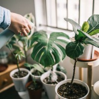 man watering houseplants - home decoration stock pictures, royalty-free photos & images