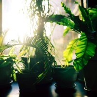 many green houseplants flooded in sunlight from window. concept of home gardening. front view - garden decoration stock pictures, royalty-free photos & images
