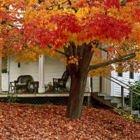 maple (acer) tree and verandah, new england, usa - garden decoration photos et images de collection