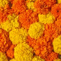 marigold flower background for diwali - garden decoration stock pictures, royalty-free photos & images
