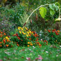 marigold flowers in backyard - garden decoration stock pictures, royalty-free photos & images