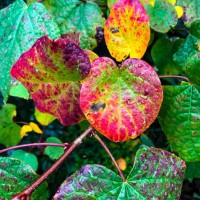 'maruba no ki' (disanthus cercidifolius) in the rain - garden decoration stock pictures, royalty-free photos & images
