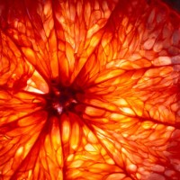 mature orange fruit slice back lit - food stock pictures, royalty-free photos & images