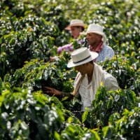 men working at a coffee farm collecting coffee beans - coffee stock pictures, royalty-free photos & images