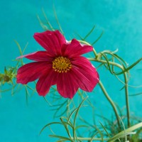 mexican aster - garden decoration stock pictures, royalty-free photos & images