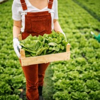 mijn kleine bedrijf - food stockfoto's en -beelden
