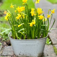miniature daffodils in a pot - garden decoration stock pictures, royalty-free photos & images