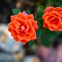 miniature rose flowers - garden decoration stock pictures, royalty-free photos & images