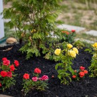 miniature roses as decoration - garden decoration stock pictures, royalty-free photos & images