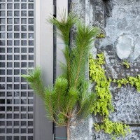 minimalist kadomatsu: a single pine - garden decoration stock pictures, royalty-free photos & images
