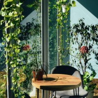 modern cafe design with lots of indoor plants. cafe interior. - home decoration photos et images de collection