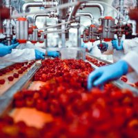 modern food plant teeming with work while workers sort cherry peppers for cheese stuffing - food stock pictures, royalty-free photos & images