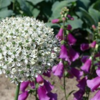 monastery garden st. trutpert - garden decoration stock pictures, royalty-free photos & images