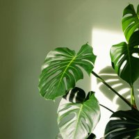 monstera deliciosa houseplant in bright sunlight - home decoration stock pictures, royalty-free photos & images