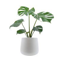 monstera trees planted isolated on white background - garden decoration stock pictures, royalty-free photos & images