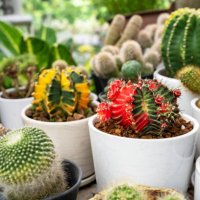 moon cactus gymnocalycium mihanovichii variegata offset - garden decoration stock pictures, royalty-free photos & images