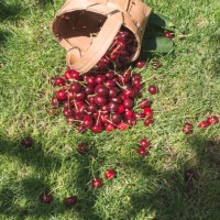 morello cherries in basket on green meadow - garden decoration stock pictures, royalty-free photos & images