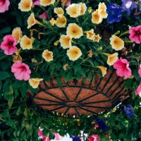 morning glory - garden decoration stock pictures, royalty-free photos & images