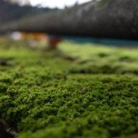 moss on concrete railing on the sidewalk. - garden decoration stock pictures, royalty-free photos & images