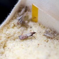 moth in semolina - food moth on semolina - food stock pictures, royalty-free photos & images