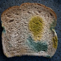 mould on bread - food stock pictures, royalty-free photos & images