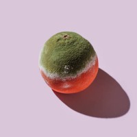 mouldy grapefruit on pink background - food stock pictures, royalty-free photos & images