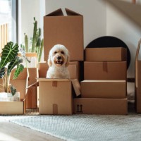moving into a new apartment - home decoration stock pictures, royalty-free photos & images