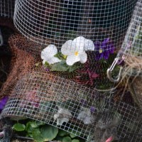multi coloured pansies hanging basket - garden decoration stock pictures, royalty-free photos & images