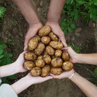 multicultural hands holding fresh potatoes. - food stock pictures, royalty-free photos & images