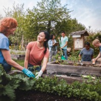 multiracial group of young men and young women gather as volunteers to plant vegetables in community garden with mature woman project manager advice and teamwork - food stock pictures, royalty-free photos & images