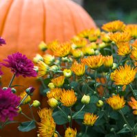 mums and pumpkins - ii - garden decoration stock pictures, royalty-free photos & images