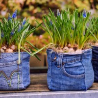 muscari - garden decoration stock pictures, royalty-free photos & images
