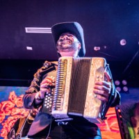 musician man playing accordion in a music concert - concert stock pictures, royalty-free photos & images