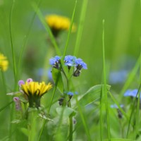 myosotis - garden decoration stock pictures, royalty-free photos & images