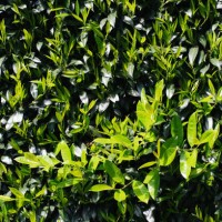 natural background with green fresh leaves. natural background. universal base. - garden decoration stock pictures, royalty-free photos & images