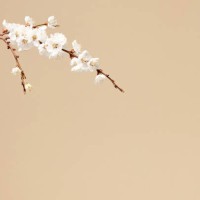 natural decorative spring floral background - easter apricot flowers, blooming almond branches on pastel beige background with copy space. - garden decoration stock pictures, royalty-free photos & images