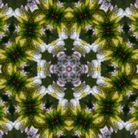 natural spring flower and water drop - garden decoration stock pictures, royalty-free photos & images