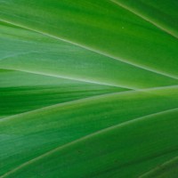 nature background of green tropical leaves - garden decoration stock pictures, royalty-free photos & images