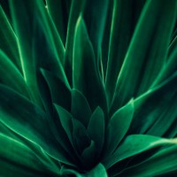 nature green leaf pattern, tropical lush foliage background - garden decoration stock pictures, royalty-free photos & images