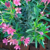 nerium oleander flowers in the garden - garden decoration stock pictures, royalty-free photos & images