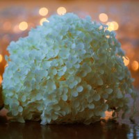 night melody 01 - garden decoration stock pictures, royalty-free photos & images