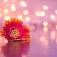 night melody 06 - garden decoration stock pictures, royalty-free photos & images