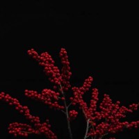 north american holly potted plant - garden decoration stock pictures, royalty-free photos & images